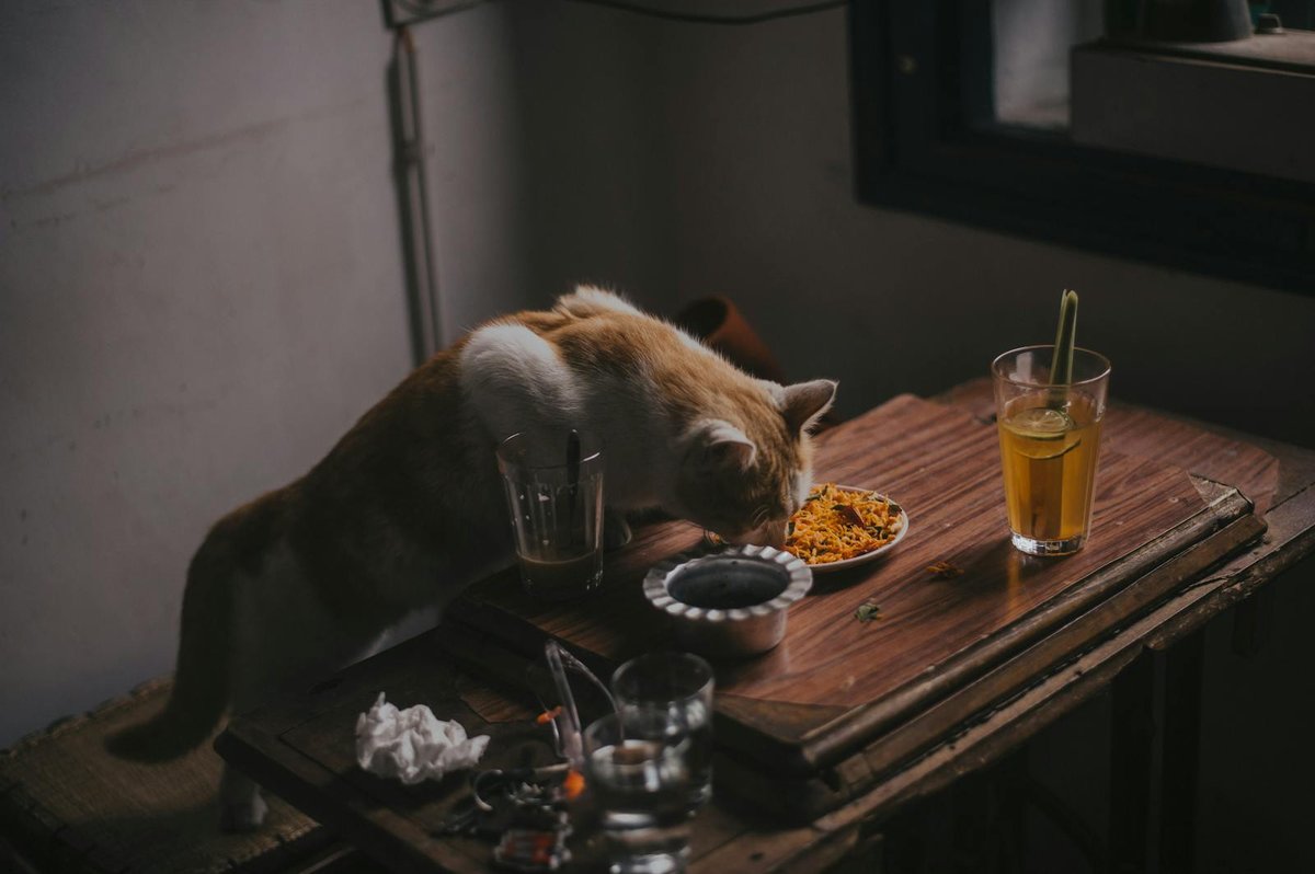 The 2026 Smart Pet Feeder Showdown: Petlibro vs PetKit vs Whisker vs SureFeed vs Aqara